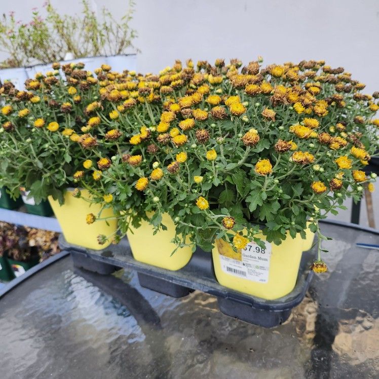 Any Four $10 For Any Two Perennial Annuals Succulent Foliage House Plant