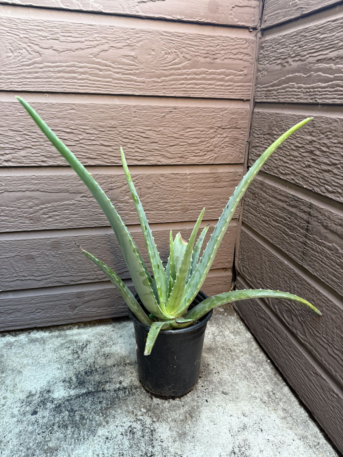 tall aloe vera plant / planta de sabila alta