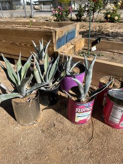 Agave Plants
