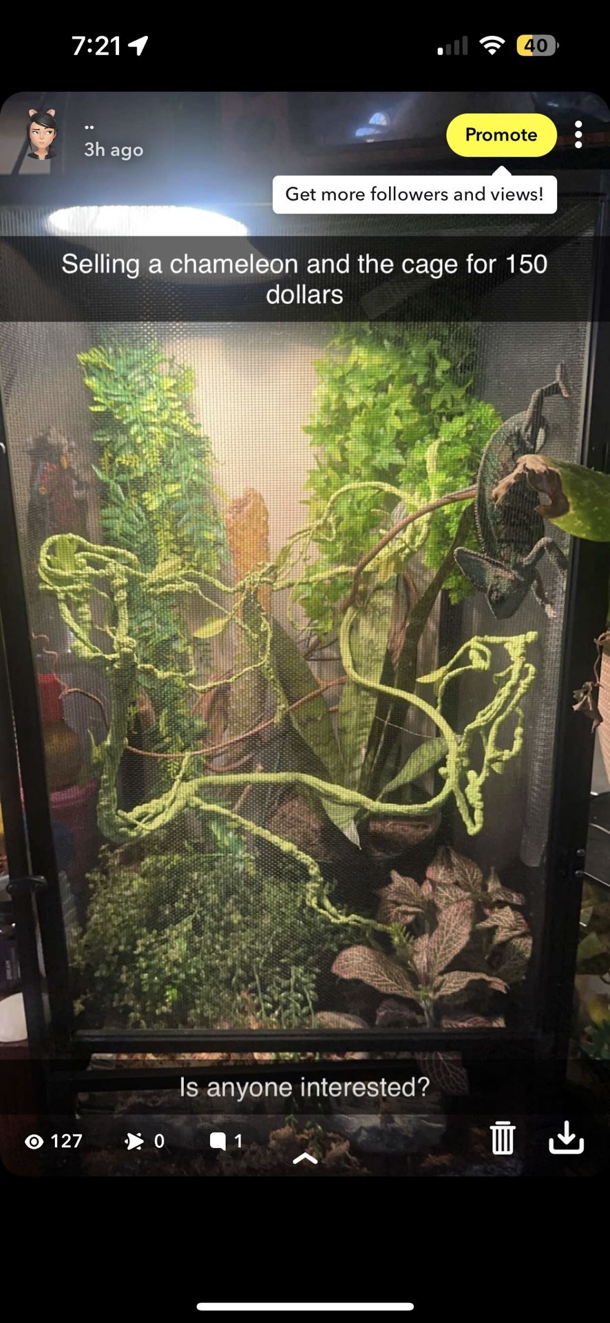Chameleon And Chameleon Cage