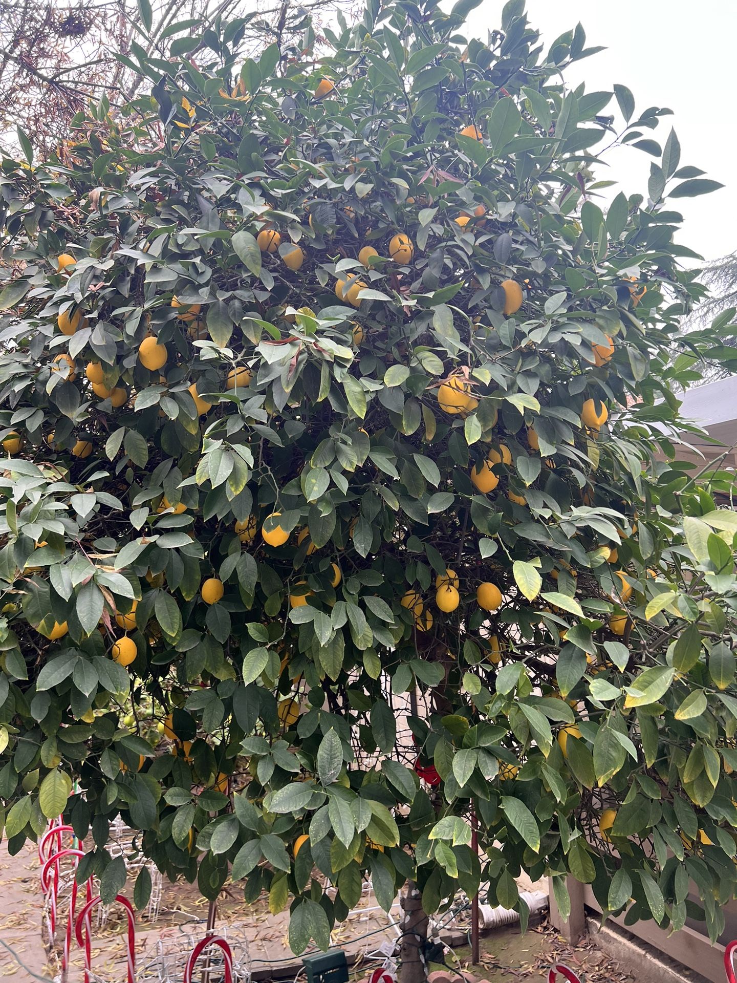 Meyer Lemons