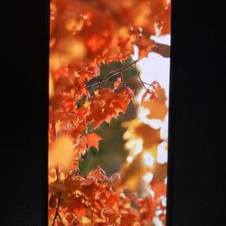 Apple 11 Pro Max Unlocked- 256 GB