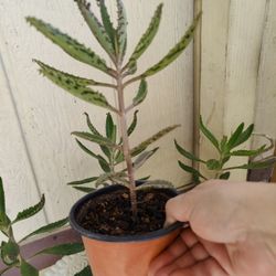 KALANCHOE PLANT Each One /$5 / Cada Una Madre De Miles / NELLIS BLVD & CHEYENNE AVE 