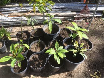 vegetables plants