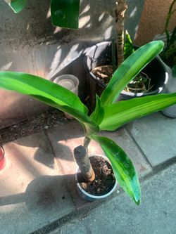 Dracaena