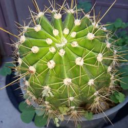 cactus diferentes precios