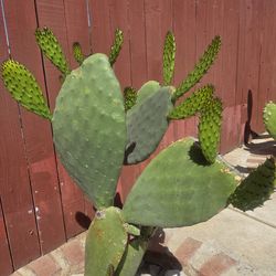 Cactus Plant