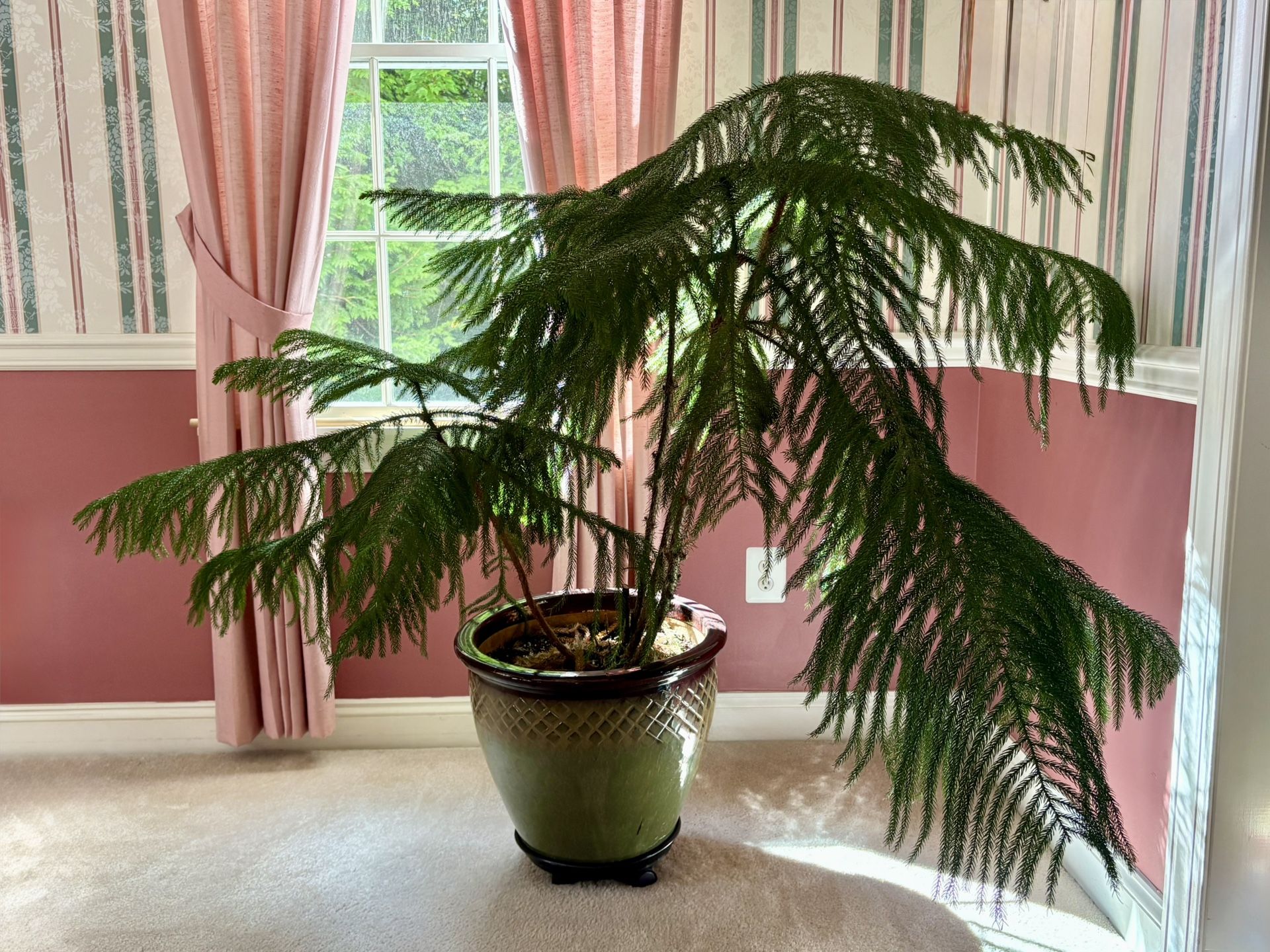Norfolk Island Pine Tree In Ceramic Pot On Roller Platform