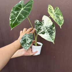4” Variegated Alocasia Frydek