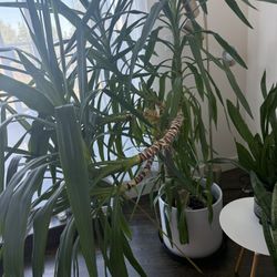 Yucca Plant Large With Ceramic Planter 