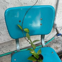 Hoya Or Flor De Seda Plant With Roots Ready To Move To A Big Pot Good Condition 