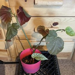 Angel wing Begonia Plant In Plastic Pot