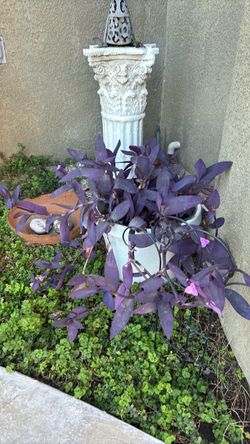Purple Heart Plants