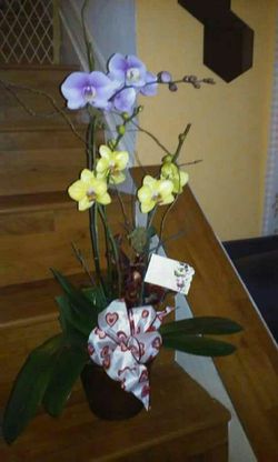 Arreglos florales con flores y orquídeas naturales. De $25 en adelante. for  Sale in Miami, FL - OfferUp