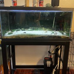 50 gallons aquarium with stand fishes(Kribensis Corydor)filter (fluval 207) hygger air pump,heater