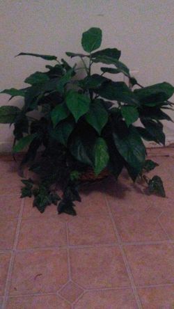 Artificial plant