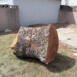 Tree trunk
