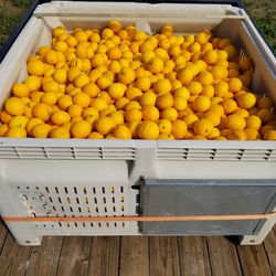 Organic Meyer Lemon 