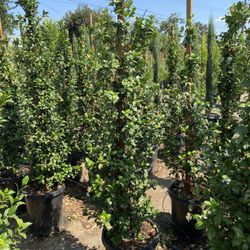 Star Jasmine