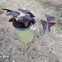 Oxalis Triangularis Plant 