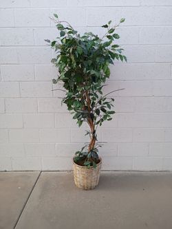 Indoor Ficus Tree