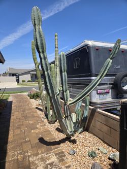 Cactus
