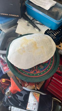 Turtle Shell Preserved And Bleached