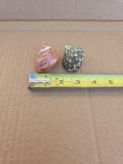 Medium Hermit Crab Shells