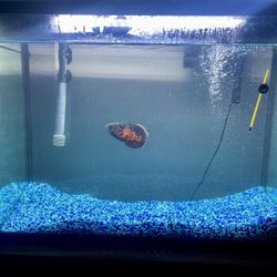37 Gal fish tank