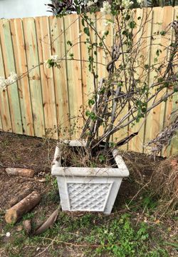 Large pots with plants