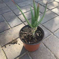 Small Aloe Vera Plant