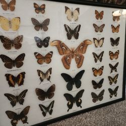 Vintage Butterfly Collections (33)