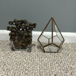 Table Plant Decor and Terrarium