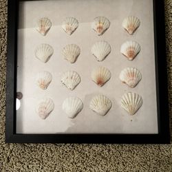 Seashells