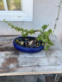 Jade bonsai