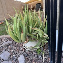 Aloe Plant