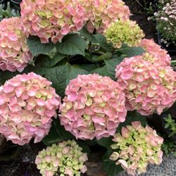 Rare River Hydrangea – Full Blooms, Healthy 1.5 Gal 🌸