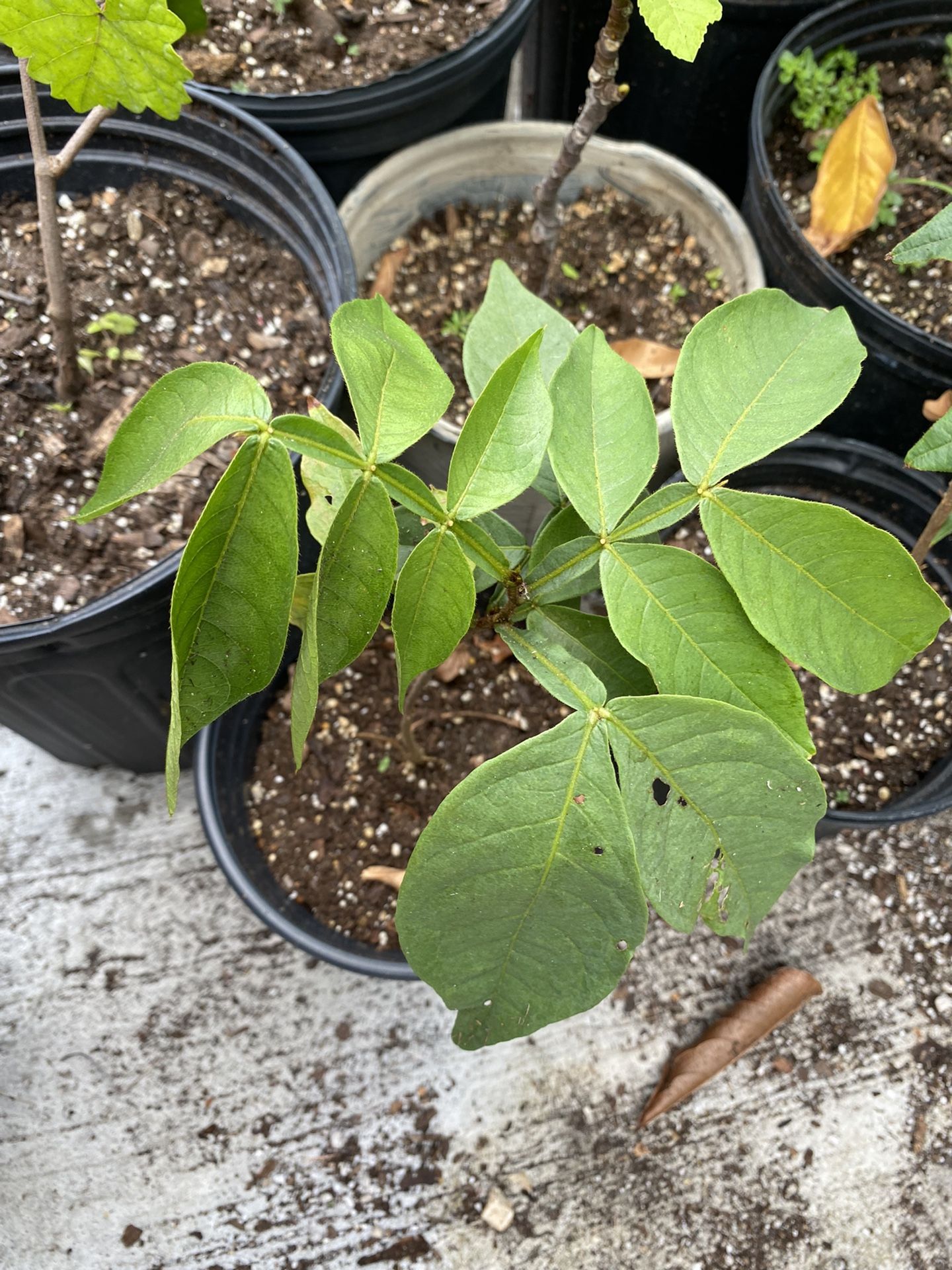 Ice Cream Bean / Inga / Pacai Fruit Tree