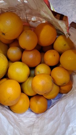 Fresh oranges 🍊