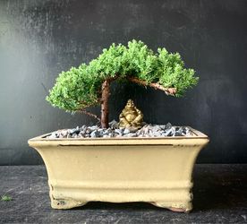 Bonsai Juniper