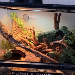 Ball Python And Enclosure 