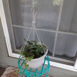 Mix Hanging Plants