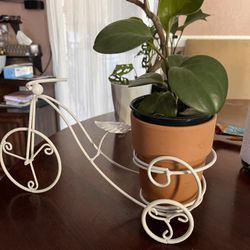 Plantas