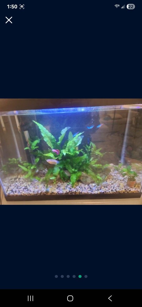 20 Gallon Fish Tank 