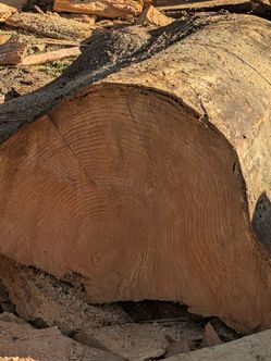 seasoned and quality Douglas fir
