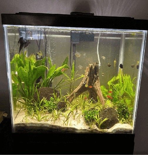 Ready Aquarium Setup - Explore Amazing Water Life hear article