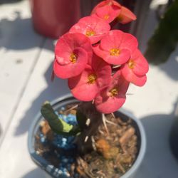 Corona De Cristo Flor Grande 