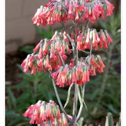 Mother Of Thousands Plant