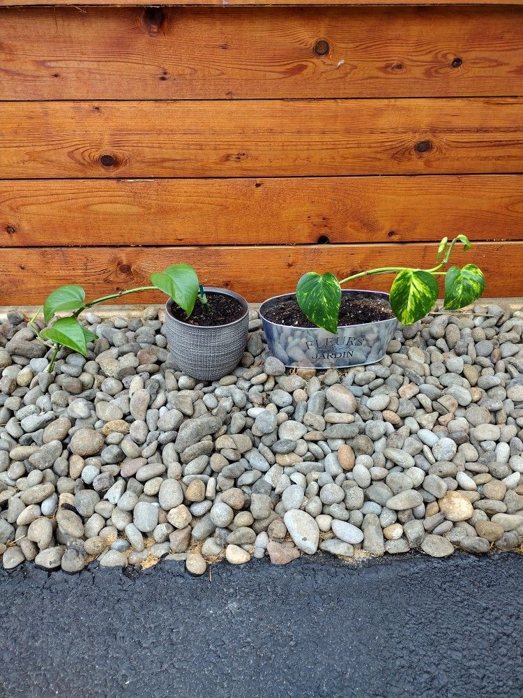 Pothos House Plants