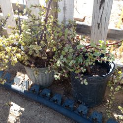 1 Gallon Elephant Bush Plants